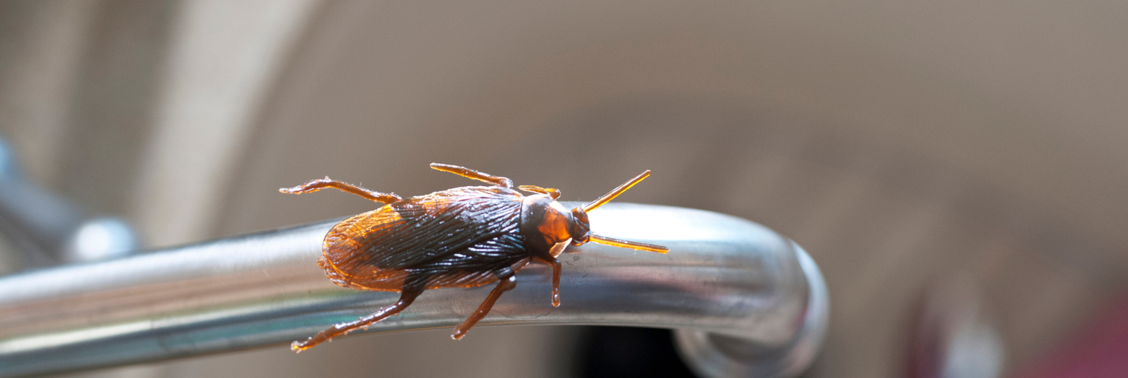 How to Expel Cockroaches from Your Kitchen: Tips and Tricks